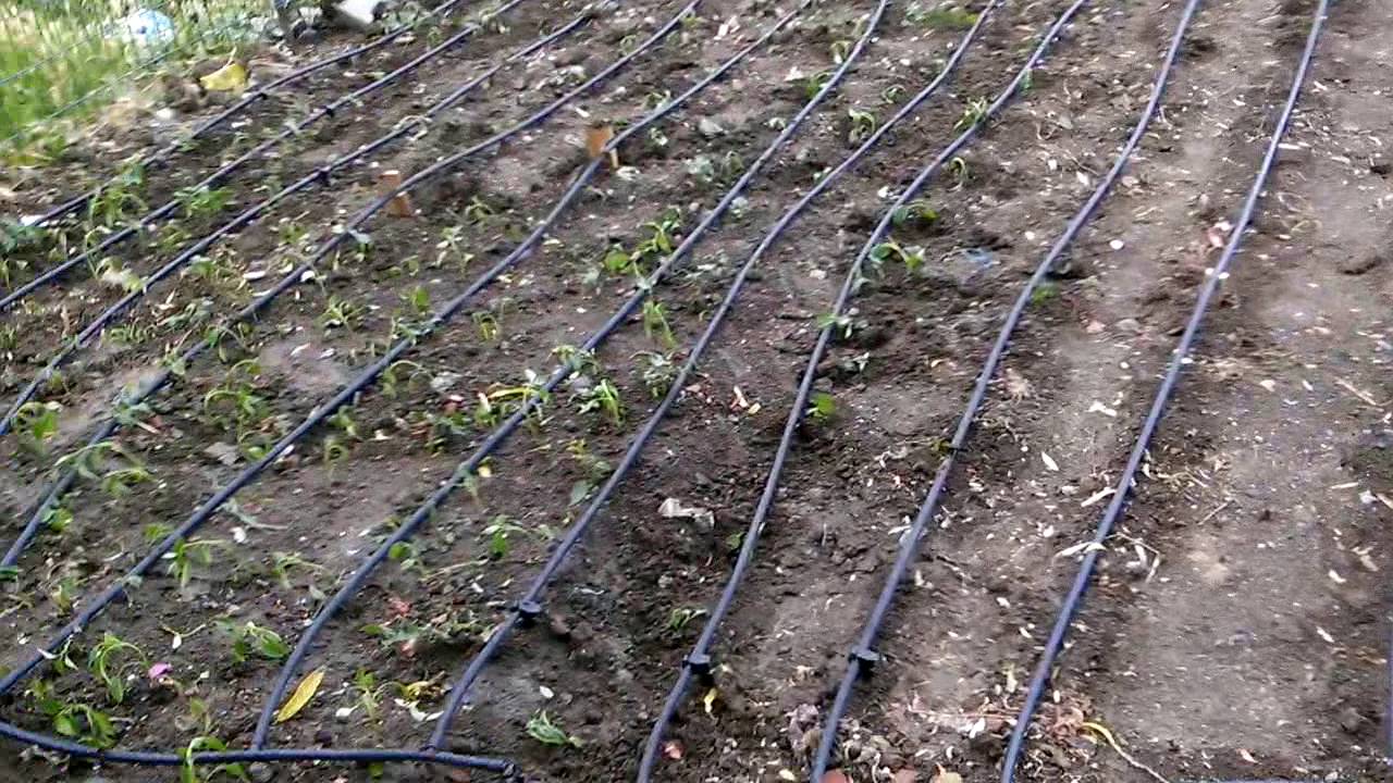 Toptan Damlama Hortumu: Bahçeniz İçin En İyi Seçim